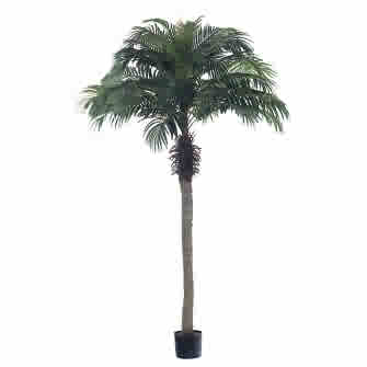 Palm Tree 7ft - Themed Rentals - Jungle trees backdrop